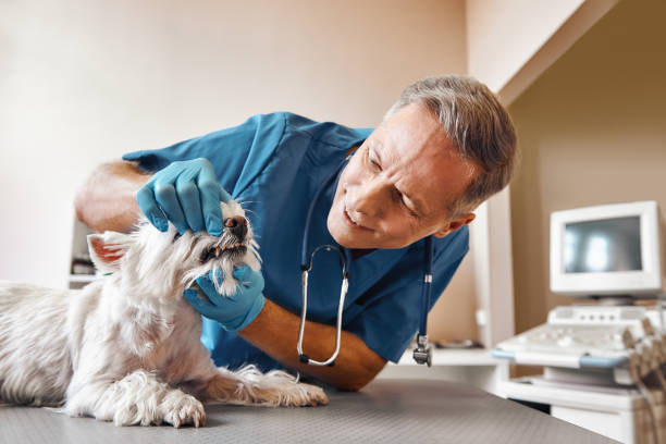 Best Emergency Dental Care for Abscessed Tooth in Mountain View, HI